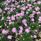 ARMERIA Victor Reiter quart