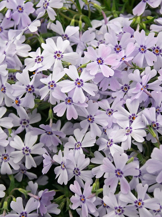 Phlox Early Spring Blue quart