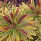 Euphorbia Ascot Rainbow quart