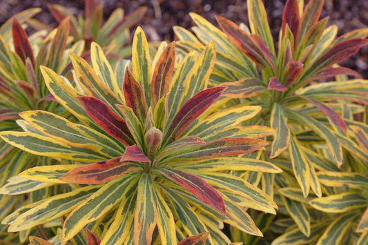 Euphorbia Ascot Rainbow quart