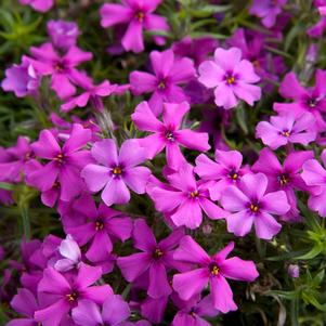 Phlox Early Spring Dark Pink quart