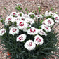 DIANTHUS Coconut Surprise quart