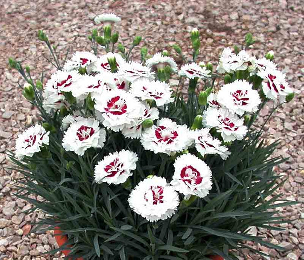 DIANTHUS Coconut Surprise quart