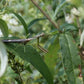praying mantids egg