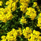 Alyssum Golden Spring quart