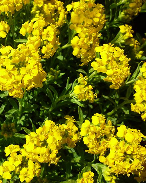 Alyssum Golden Spring quart