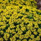 Sedum Little Miss Sunshine quart