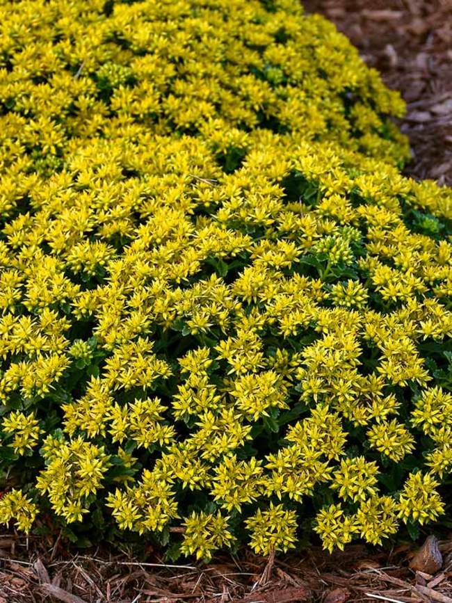 Sedum Little Miss Sunshine quart