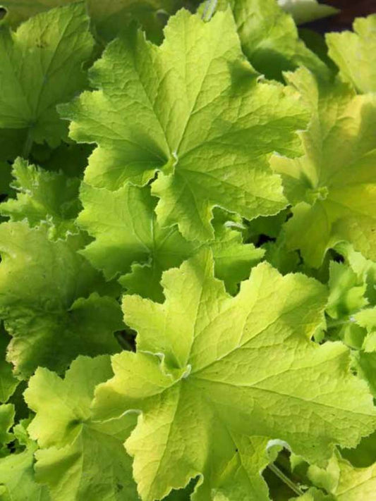 Heuchera Guacamole quart