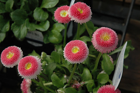 Bellis Bellissima Pink quart