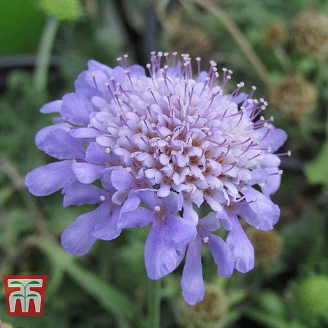 SCABIOSA japonica Ritz Blue quart