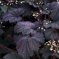 Heuchera Frosted Violet quart