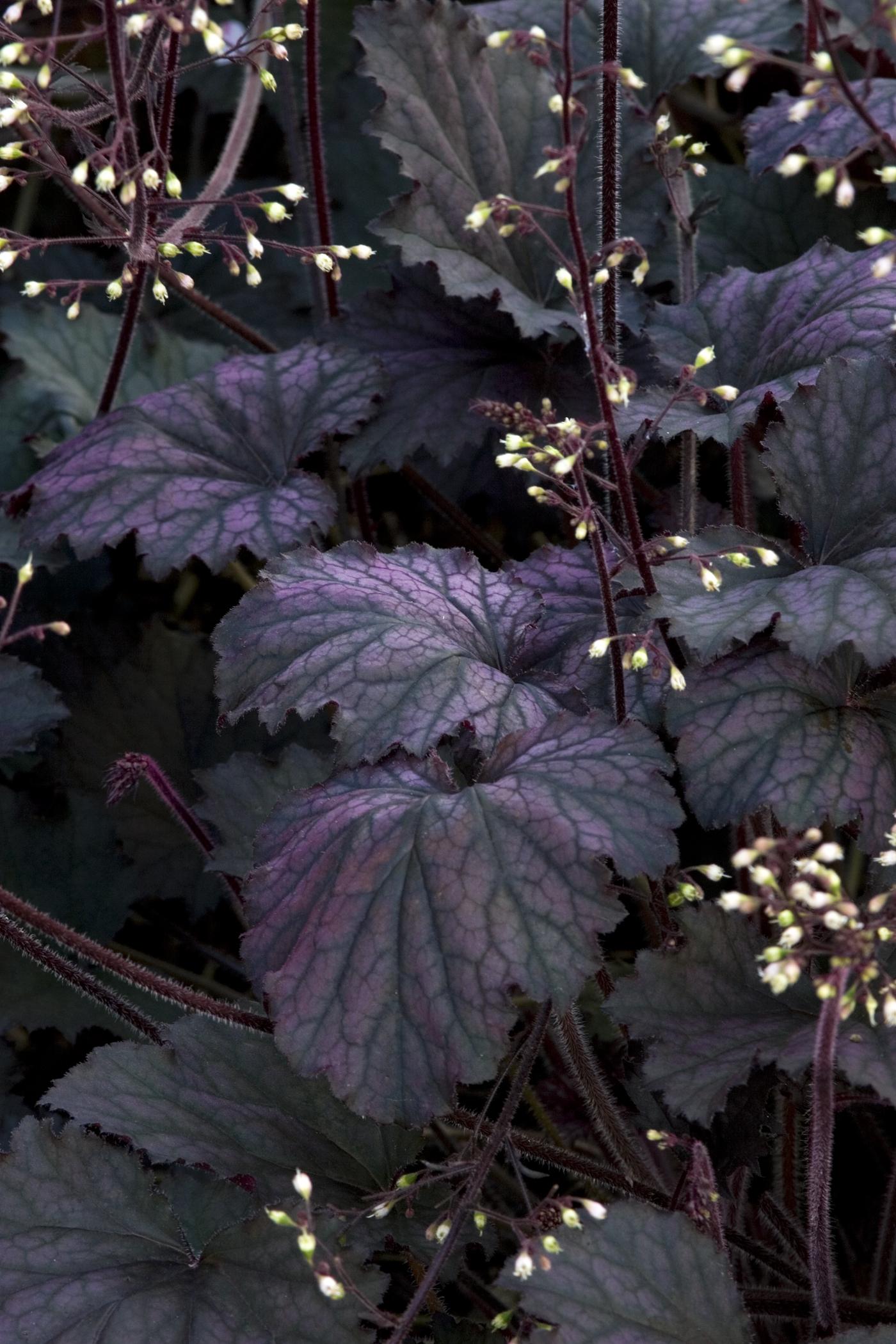 Heuchera Frosted Violet quart