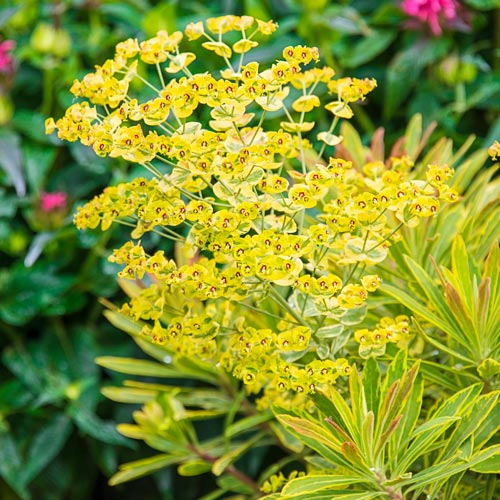 Euphorbia Ascot Rainbow quart