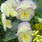 Viola Etain quart