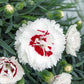 DIANTHUS Coconut Surprise quart