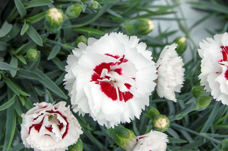 DIANTHUS Coconut Surprise quart