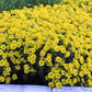 Alyssum Golden Spring quart