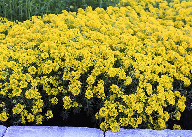 Alyssum Golden Spring quart