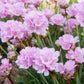 ARMERIA Victor Reiter quart