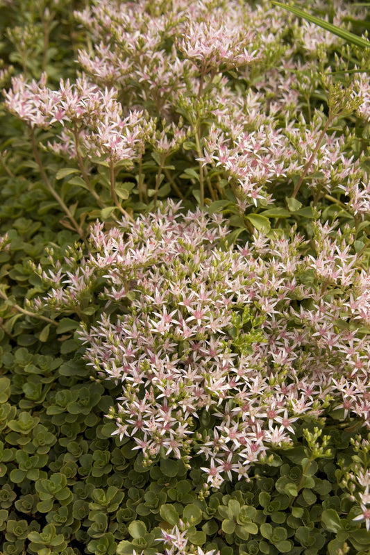 Sedum John Creech quart