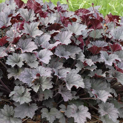 Heuchera Frosted Violet quart