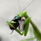 praying mantids egg