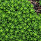 Sedum Little Miss Sunshine quart
