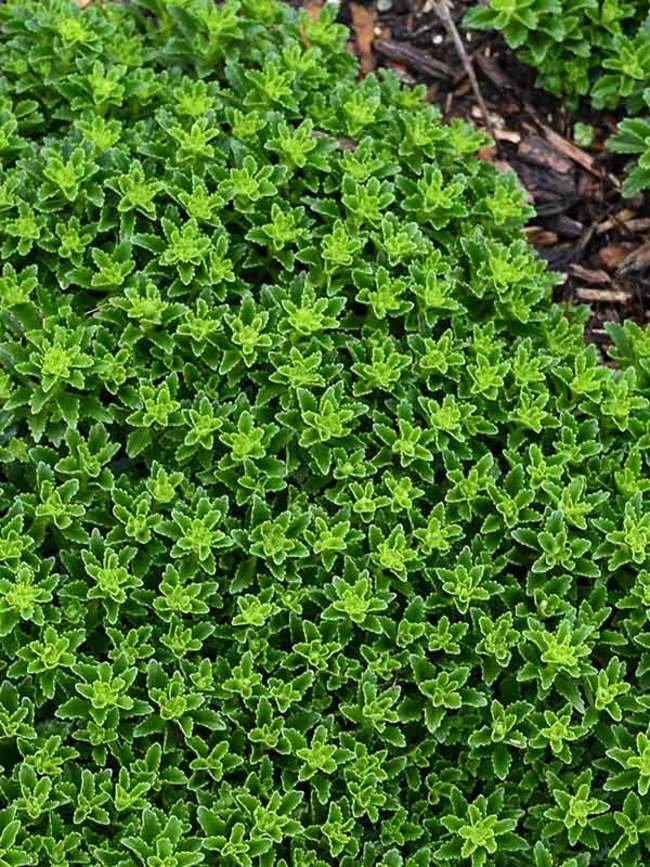 Sedum Little Miss Sunshine quart