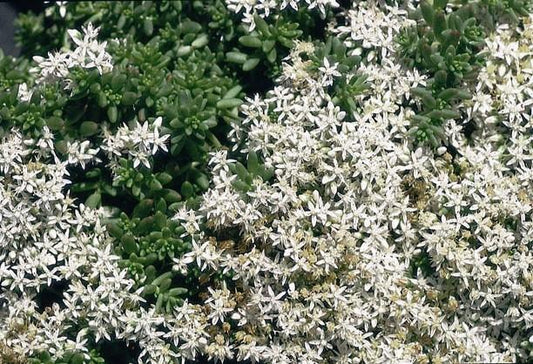 SEDUM album Coral Carpet quart