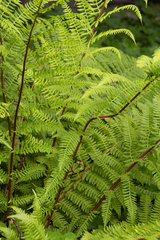 f.Athyrium Lady in Red quart