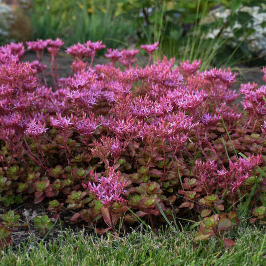 Sedum s. Fireglow quart