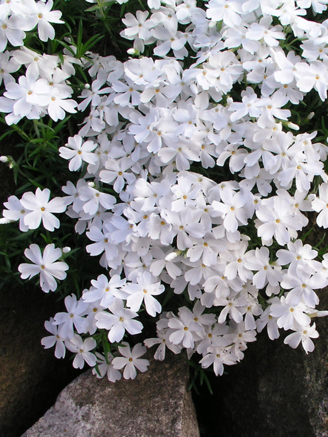 Phlox Early Spring White quart