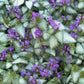 LAMIUM maculatum Purple Dragon quart