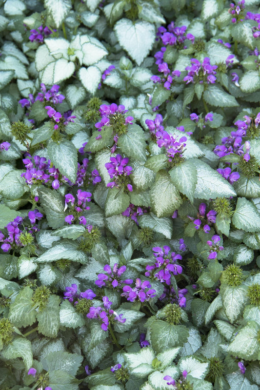 LAMIUM maculatum Purple Dragon quart