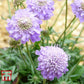 SCABIOSA japonica Ritz Blue quart