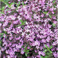Saponaria ocymoides quart