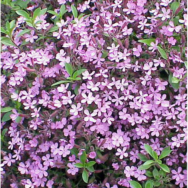 Saponaria ocymoides quart