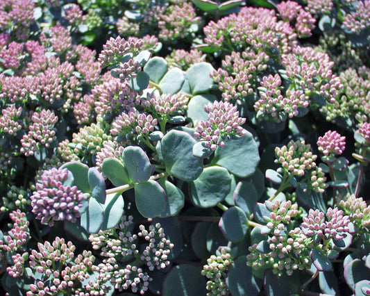 Sedum sieboldii quart