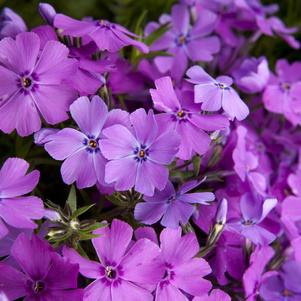 Phlox Early Spring Purple quart