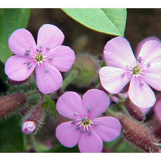 Saponaria ocymoides quart