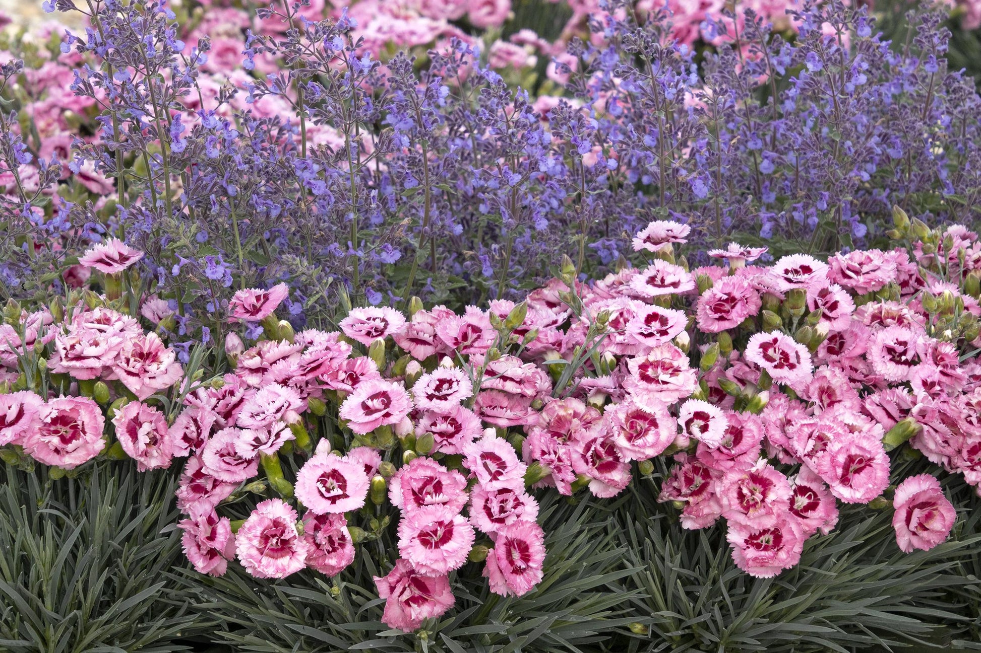 DIANTHUS Raspberry Surprise quart – Bosco's Garden Center