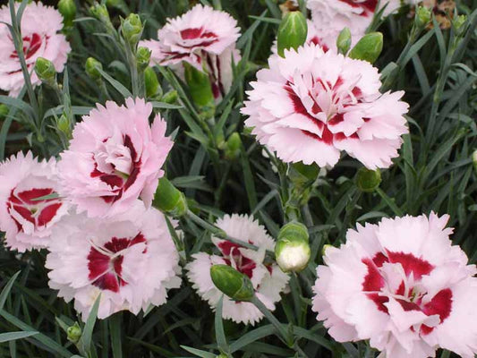 DIANTHUS Raspberry Surprise quart