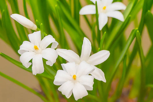 CHIONODOXA luciliae Alba Quart