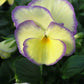 Viola Etain quart