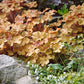 Heuchera Caramel quart