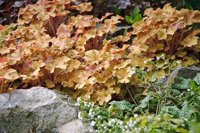 Heuchera Caramel quart