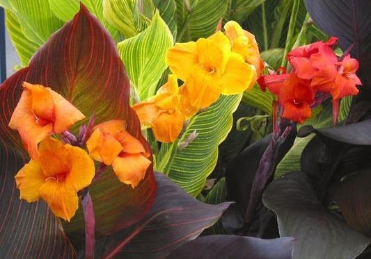 Canna Lily 6'