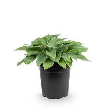 Quart Hosta