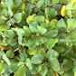 Pistia Stratiodes (water lettuce)